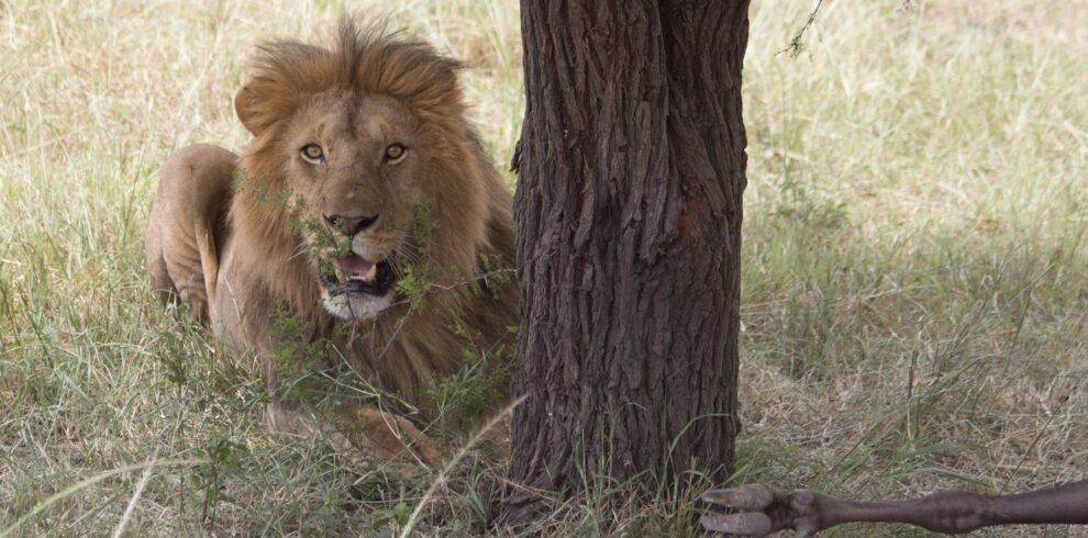 Wildstar Safaris Serengeti National Park